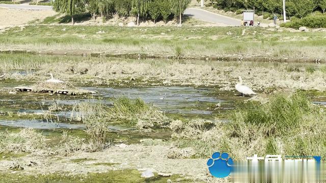 郑州贾鲁河疣鼻天鹅孵仔亟待帮助 保护站志愿者:已经被偷走仨蛋