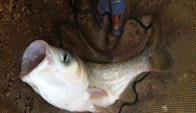 鳊鱼|浅谈野钓钩与线的挡口关系,弄明白后出口清晰也不跑鱼