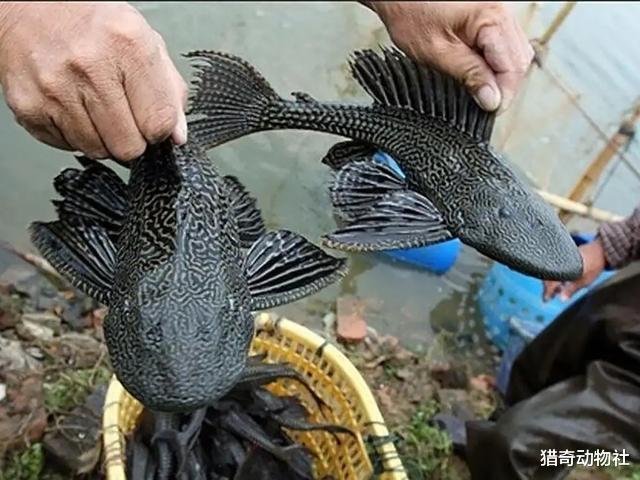 面对外来入侵物种,为何本土食物顶端的动物不消灭它们?