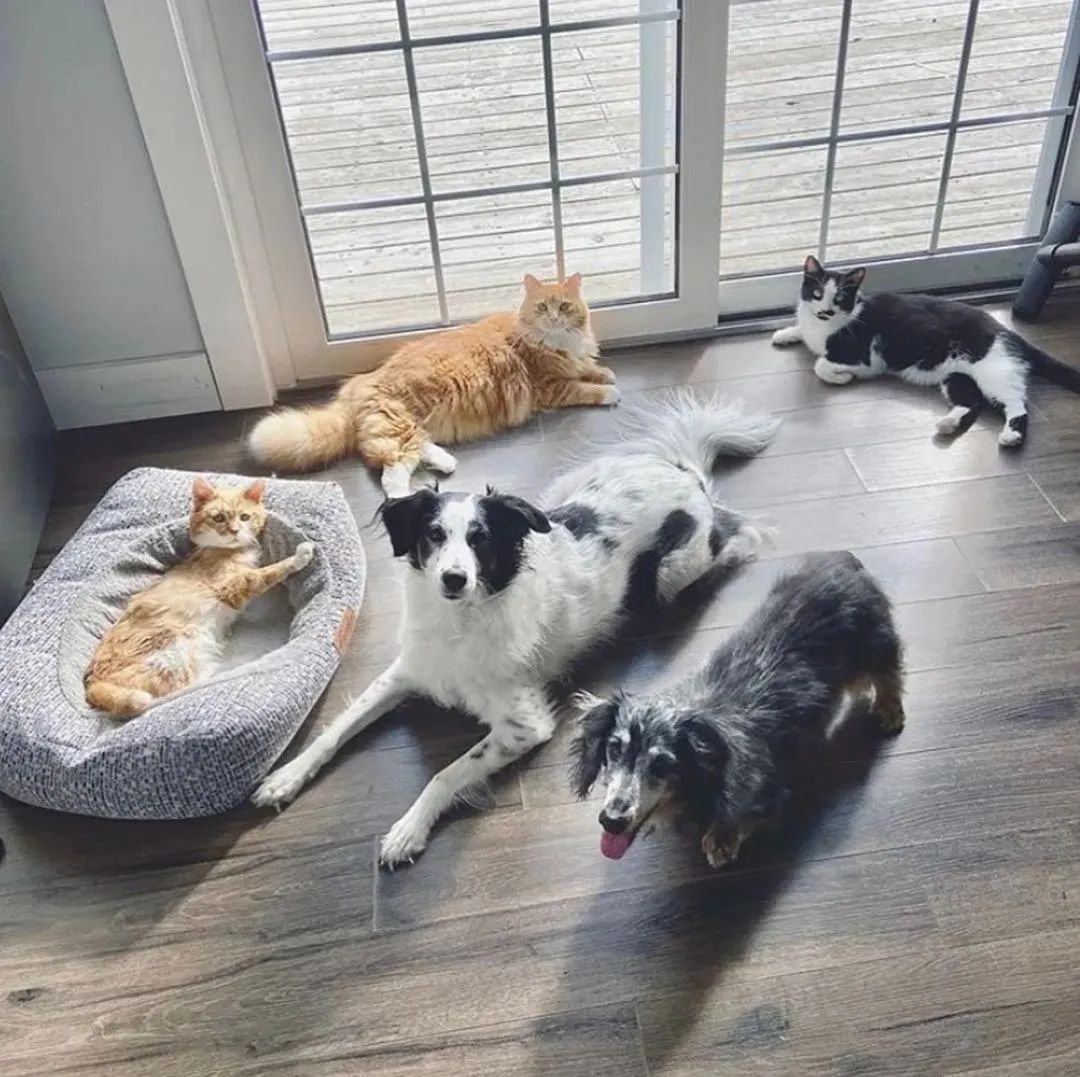 喂养人离世后，3脚流浪猫突然消失，结局让人泪目！