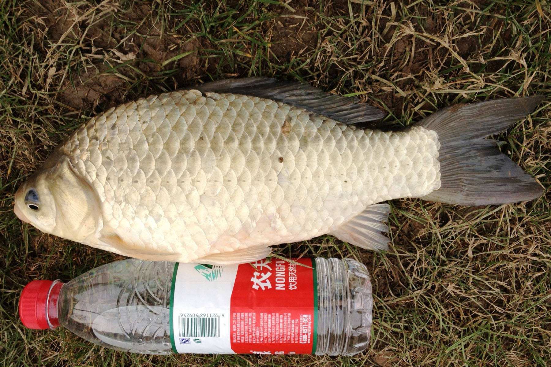 |学会就风和就水，只要有水，就不怕钓不到鲫鱼