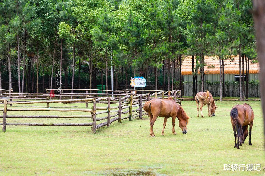 荷花|夏日亲子打卡地推荐,投资20亿的长株潭“后花园”
