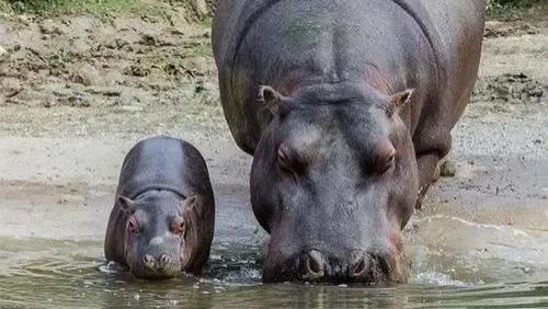 恐怖的造粪机器，大量鱼类被活活憋死，河马的粪便杀伤力有多大？