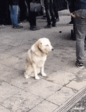 成龙|成龙与空姐合影惹争议，被曝索要女方电话住址，隔天送上签名礼物