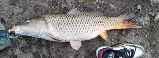 饵料|为啥你用玉米钓不到鱼?避开这几个误区,大鱼拉到手软