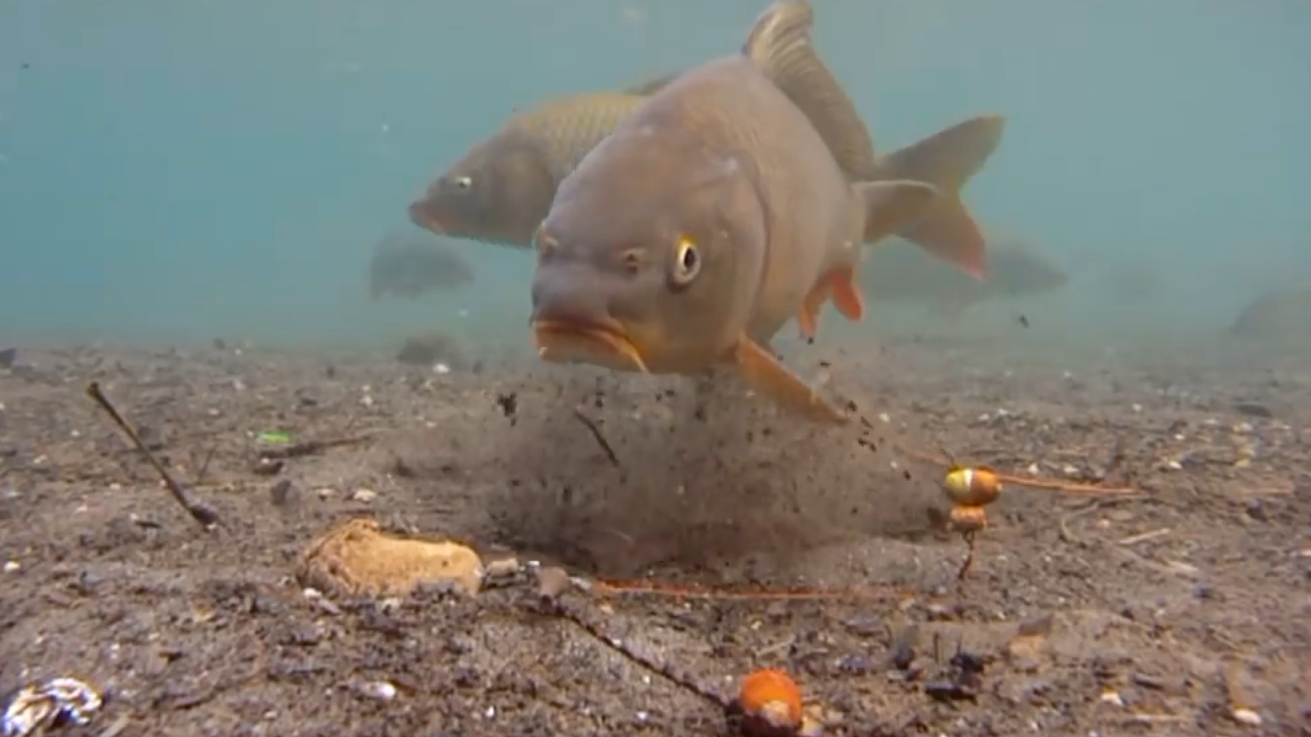 饵料|老钓手容易犯的5个错误，新手反而很少犯，请对号入座