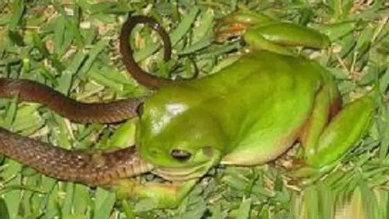 蛇吃蛙？蛙吃蛇！这种蛙最喜欢捕食响尾蛇，几乎没有失手