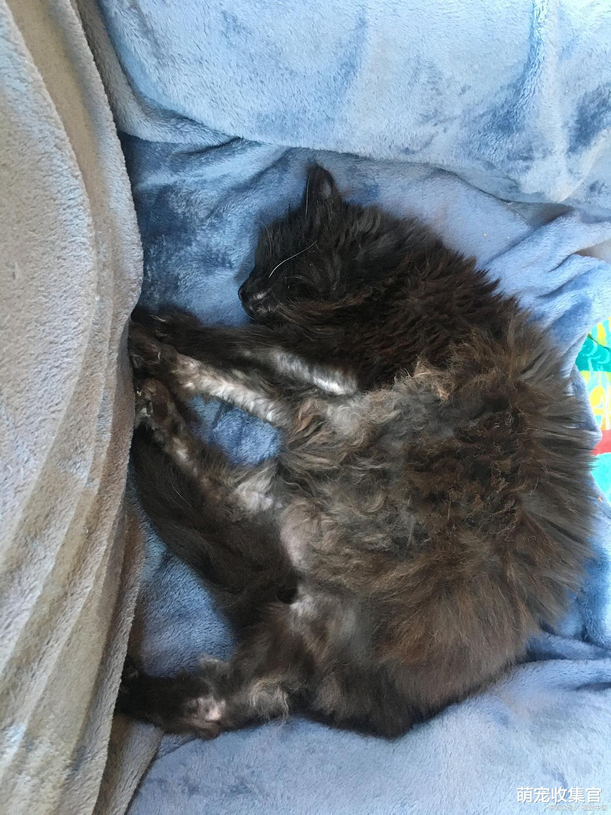 什么是猫传腹，如何预防猫传腹，在治疗猫传腹期间要注意什么？