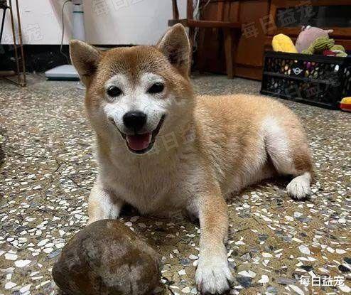 狗狗遛弯刨出黄色石头，哭喊着要带回家，识货网友称价值500万
