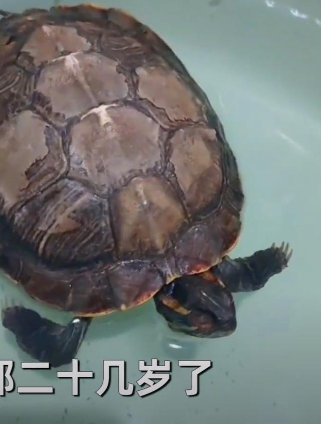 四川女子养13年的乌龟离奇失踪,5年后家中找到变干龟,心碎一地