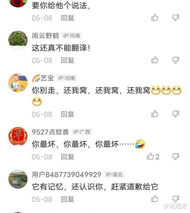 奇事!广西男子两年前捣毁一山鸡窝,此后每次上山山鸡都冲他喊叫