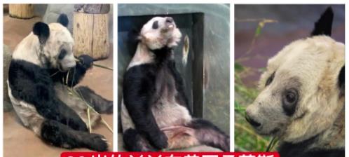 回顾:在美大熊猫瘦骨嶙峋,疑遭虐待:无数中国人正盼着它们回家