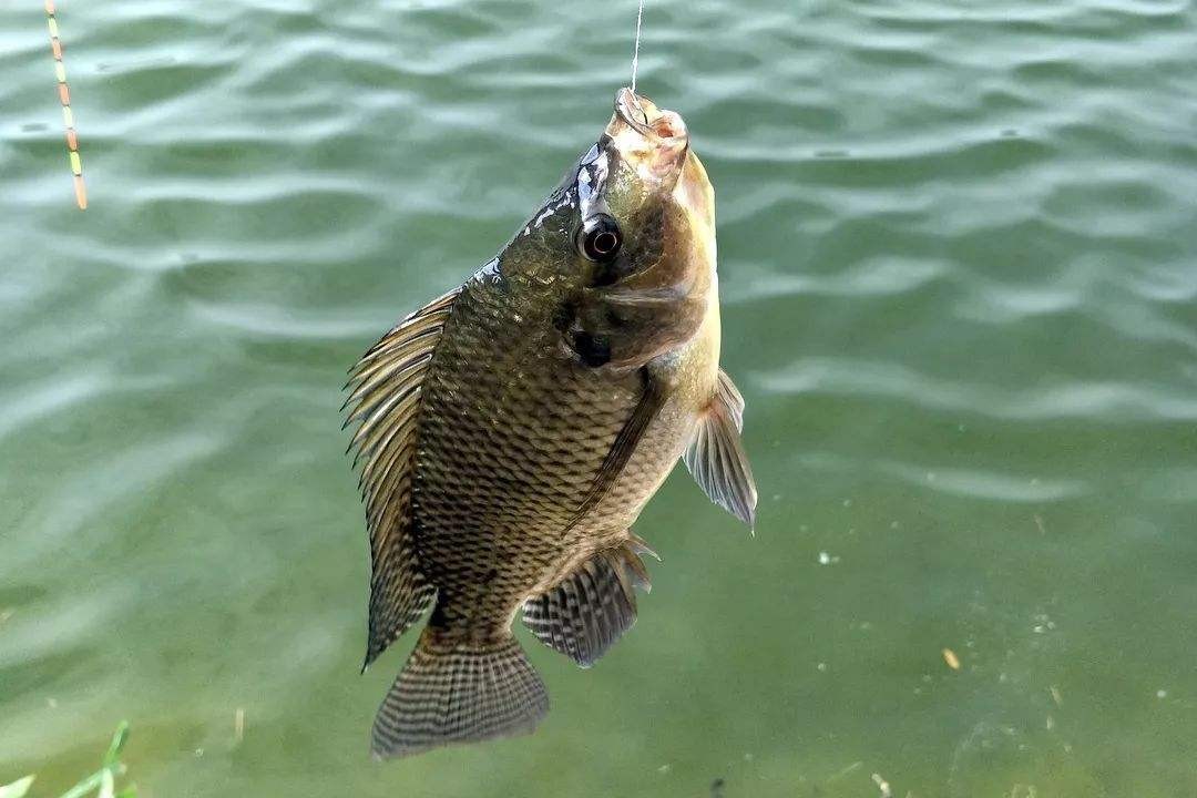 |野钓爆护不容易?趁早做好2件事,否则休想轻松爆护