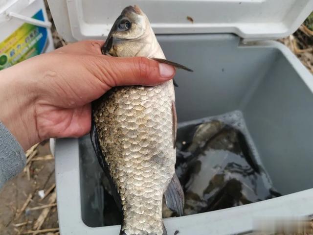 |老钓位和新钓位哪个更好？别盲目从众，根据自身情况选择最靠谱