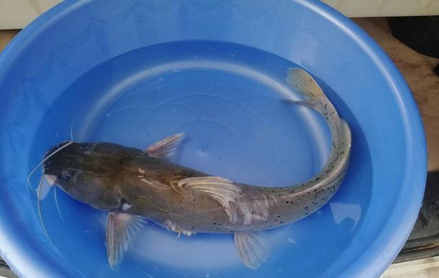 珠江|广东钓鱼人珠江钓起芝麻剑，转身就放掉了，网友：“吃了我看刑”