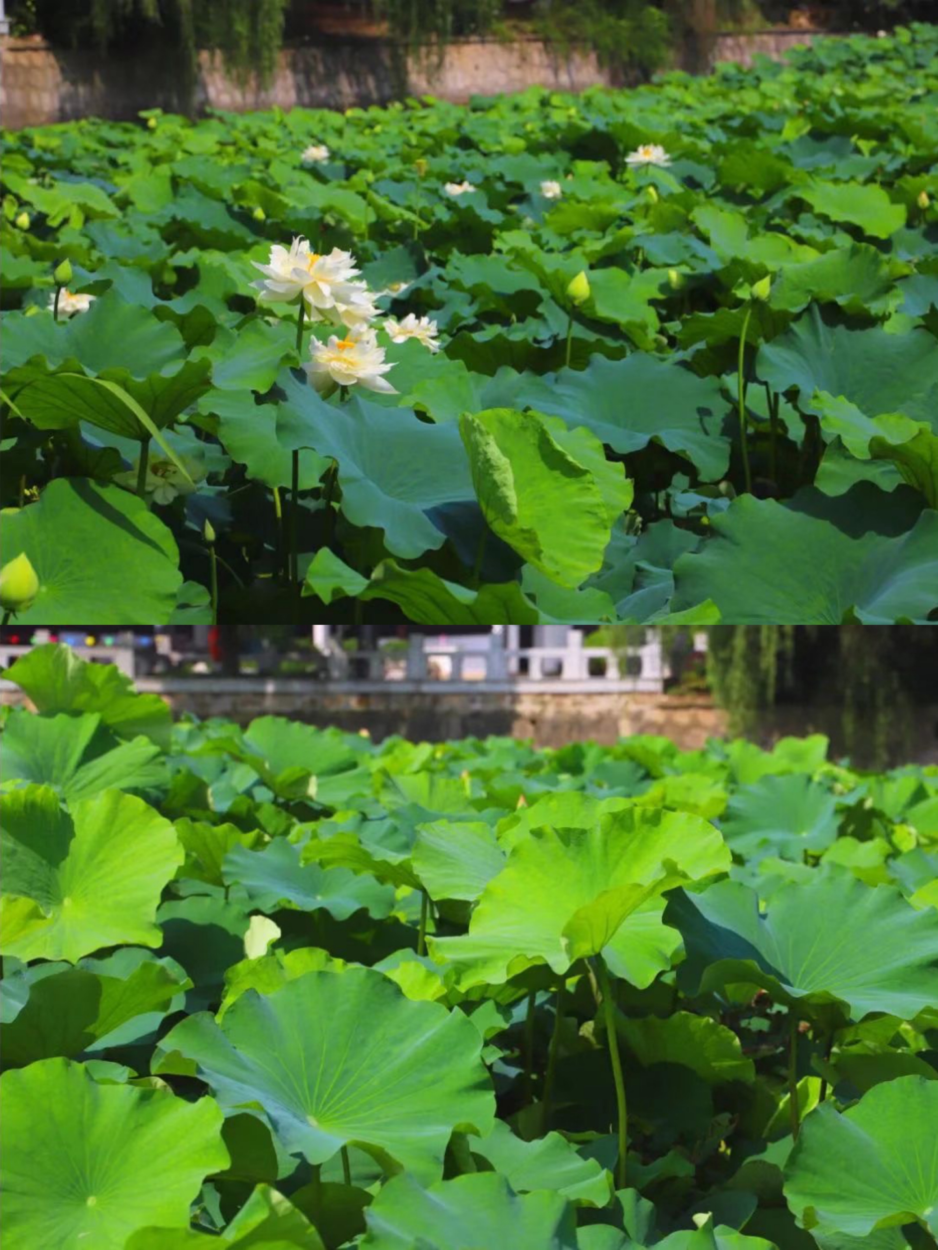 |夏日炎炎｜七月盛夏，去西山看荷花吧～