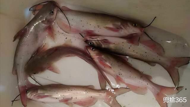 饵料|广西男子野钓捅了鱼窝，大量的斑点鱼把他吓坏了，原来是外来物种