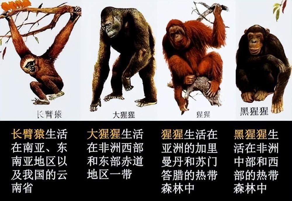 史前文明真存在？古老隧道发现一神秘壁画，刻着人类饲养恐龙
