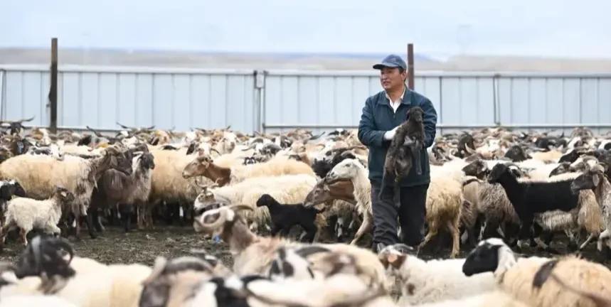 牛!青海沙漠光伏厂邀请牧民羊群吃草后,还一举两得地收获工资