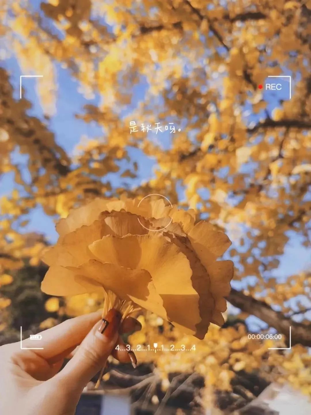 长沙|这座最不广东的广东小城，银杏不输腾冲，嗜酸又爱辣