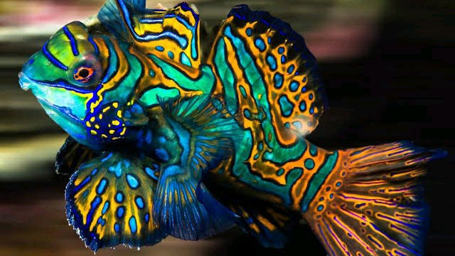 看看这5种漂亮的动物，白虎和金刚鹦鹉都上榜