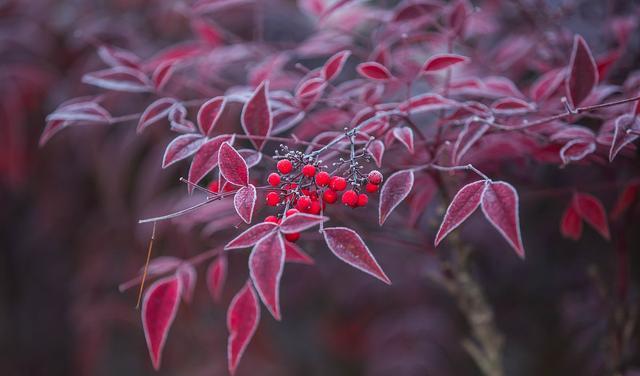 今年流行鲜切枝打造“日系小森林”!你是否也跟风,交了智商税