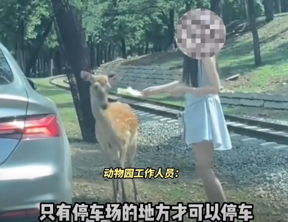 女子下车喂鹿被踢,动物园:不能下车,与她本身素质有关