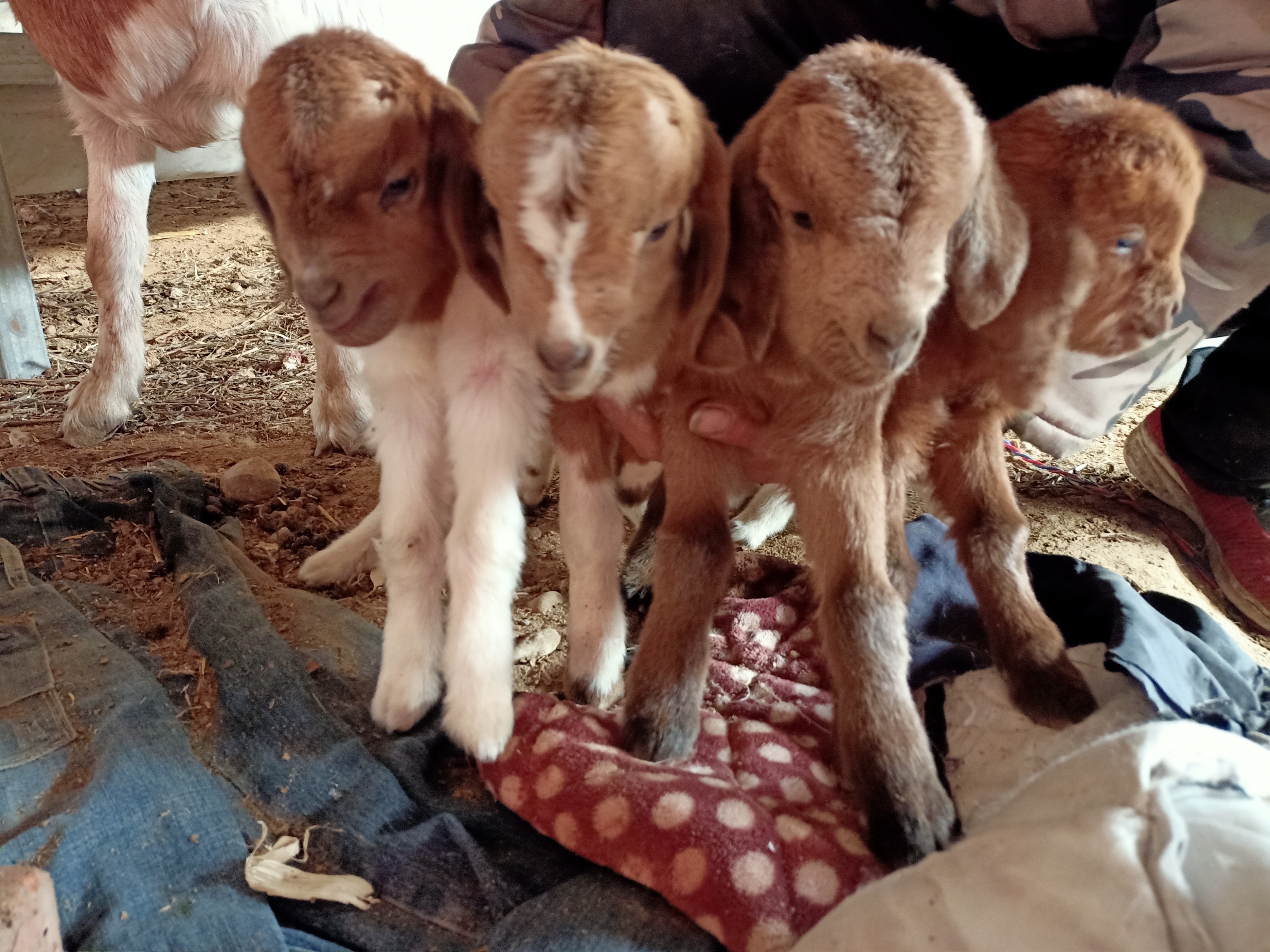 耳机|做自媒体赚钱么？做自媒体和养羊，哪个更赚钱？