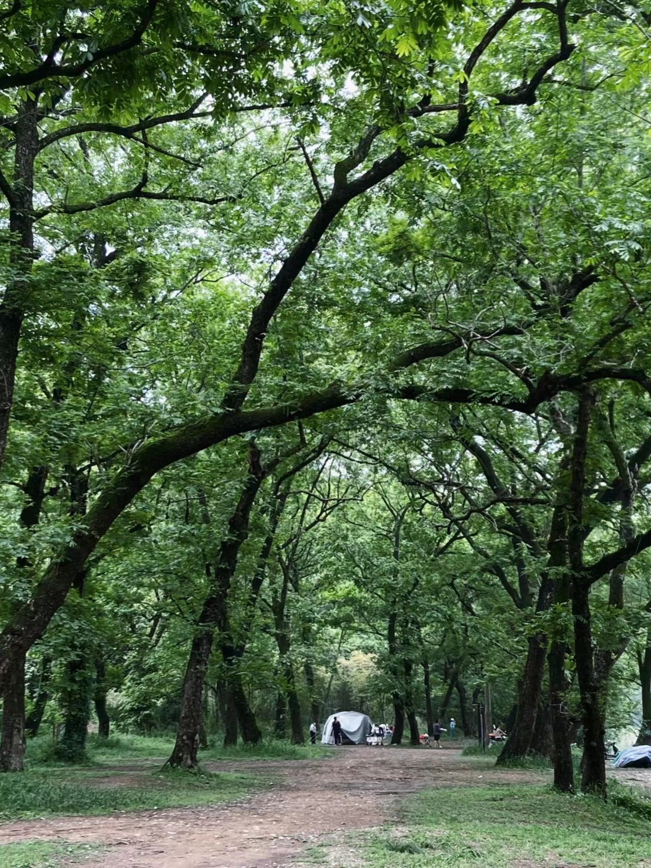 露营|宁波露营地，火爆宁波的宝藏露营地，假装在挪威小森林