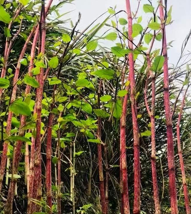 肿瘤|分享抗癌常用中药——虎杖，活血散瘀、清热解毒，可用于多种肿瘤