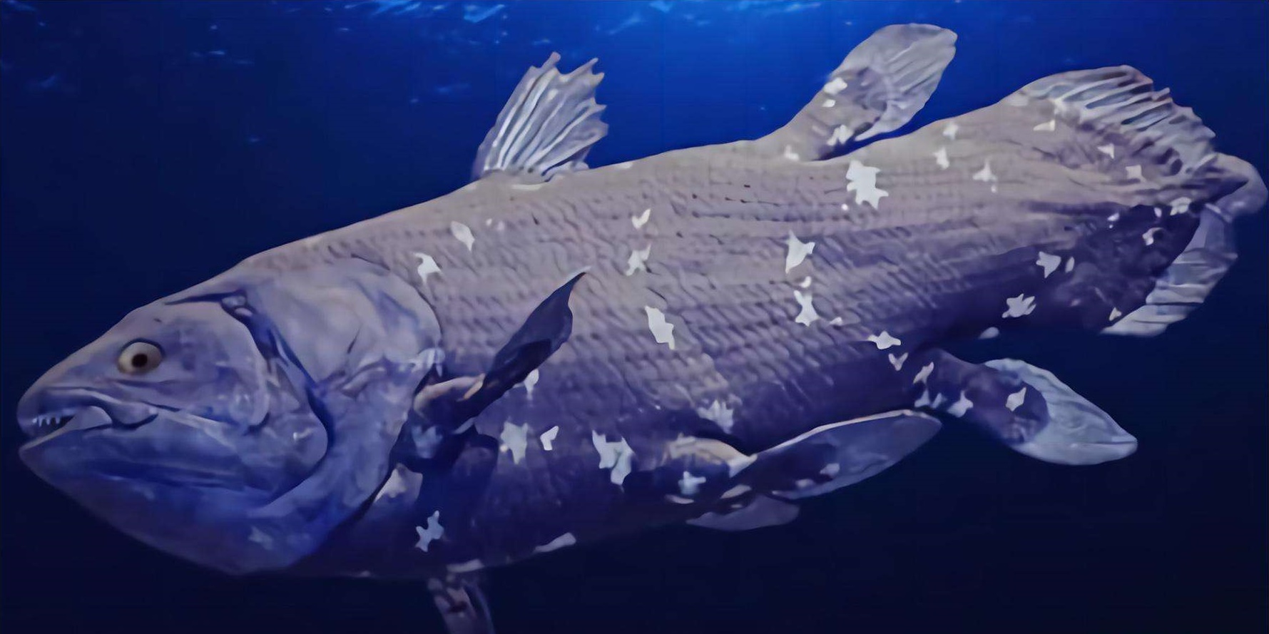 人类祖先变了？《自然》杂志描述的古鱼，证明人类从鱼进化而来？