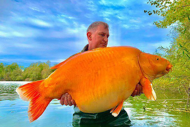 |英国老哥钓起巨金鱼，20多岁体重30公斤，还能继续长？