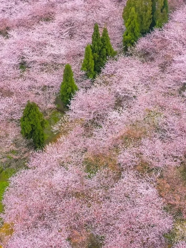 胡桃里|中国隐藏的樱花秘境，万亩樱花齐开，错过只能再等一年