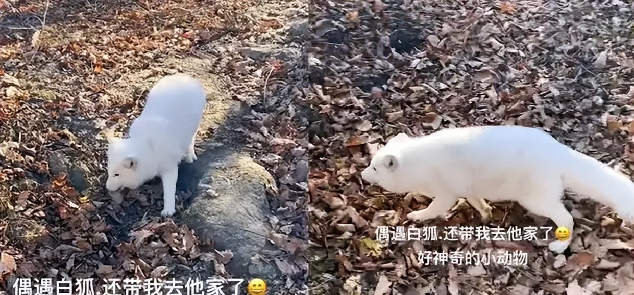 男子投喂白狐后被引见给同伴,真是奇遇!难道前世有未了之缘?