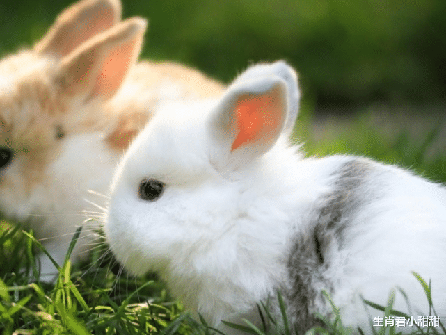 属兔|为人爽朗重情重义，真心换真心，属兔人可以为朋友肝胆相照
