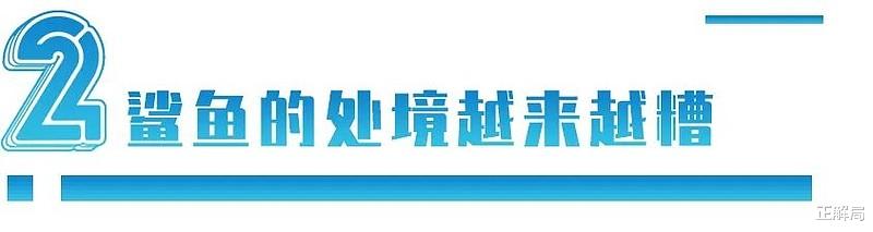 姚明|姚明被骗13年：呼吁中国人不吃鱼翅，鲨鱼为何更濒危？
