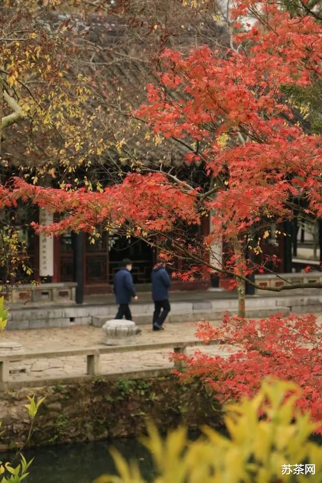 乡村旅游|这些园林，承包了苏州秋冬一半的美