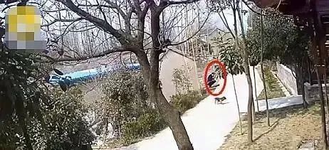 取得小狗的信任后,男子直接将小狗当场摔死,目前狗主人已经报警