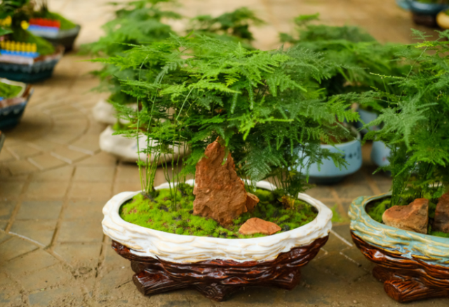 文竹|客厅、书房养文竹,5个技巧,常年绿油油,窜成拔高的“小森林”