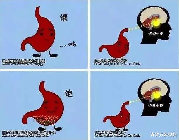 大脑里两组脑细胞之间斗争,明明有了饱腹感,却仍然想要吃东西