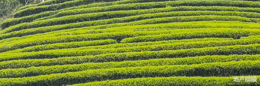 正山小种|地产观茶家2：从武夷山国家公园大红袍母树到正山小种源头桐木村