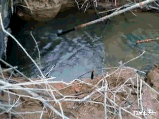 黑龙江|钓不到鱼就电？黑龙江一男子捕鱼理由很荒唐，网友：别再冒充钓鱼人