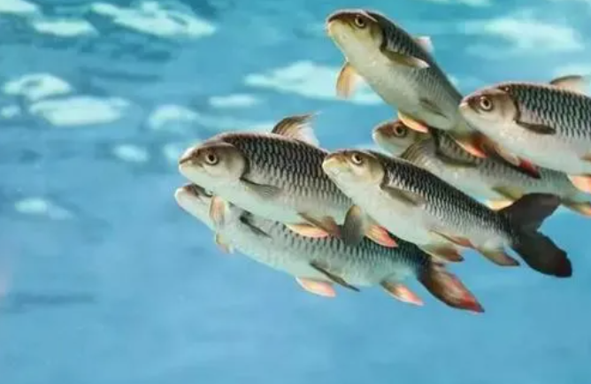 |某作者洋洋洒洒一千字, 说半天劝君莫钓三月鲫, 结果自己搞错了月份