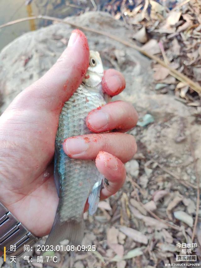饵料|寒风瑟瑟，钓鲫暖心！
