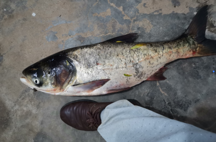 |针对新手钓鱼,别想着什么小钩细线搏大物,该钓什么鱼用什么装备