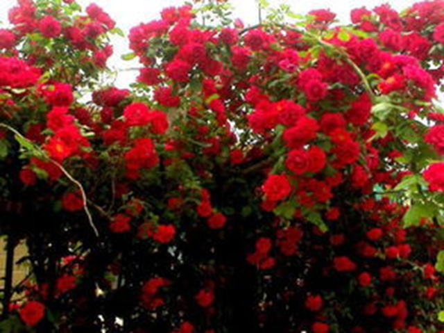 大叔在别墅里种满花草,46岁依旧浪漫,把生活过成了诗的样子