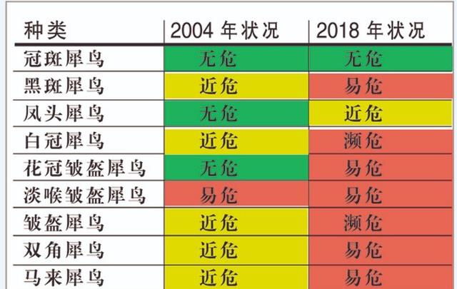 盔犀鸟：因头骨价值昂贵被人类盯上，活着被取骨后只能等死