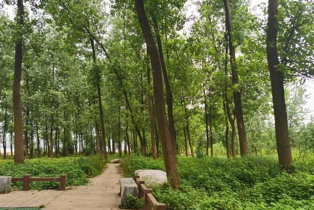 饵料|2.5亿元修建的长沙公园，树林茂密毗邻湘江，可以垂钓却游客稀少