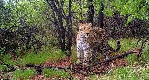 大熊猫在野外有没有天敌?是什么动物?