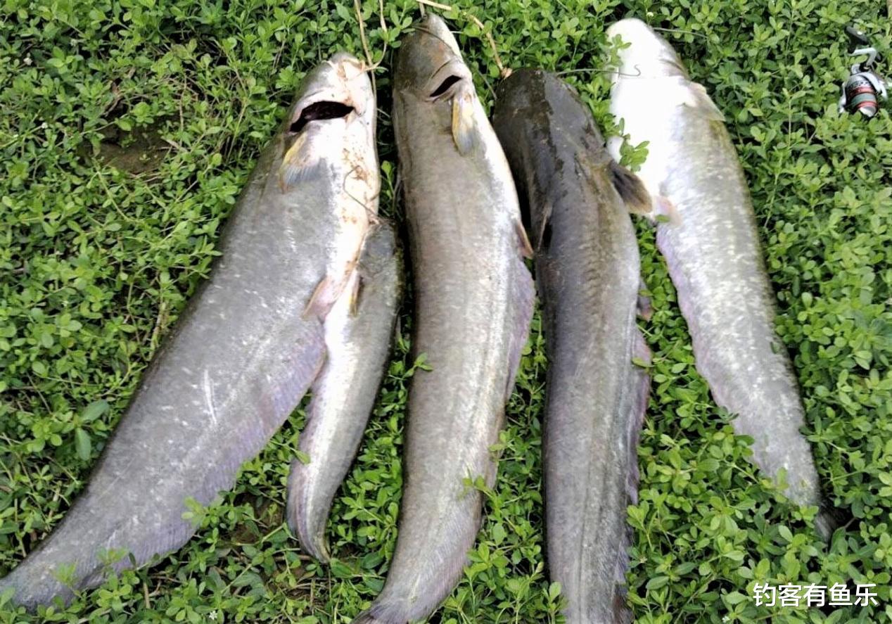饵料|钓鱼人一般都喜欢钓什么样的鲶鱼？钓鲶鱼用什么饵料最好？